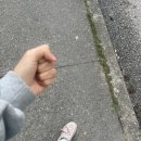 워킹도고 | [캐나다 워킹홀리데이 in 밴쿠버] 두근두근 카페알바 면접보기 + 워홀 한달차의 일기