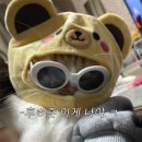 카페롤로