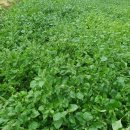 횡성양계 이미지