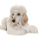 엔케어동물의료센터 이미지