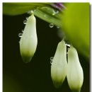 이슬목장 이미지