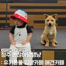 청주 괜찮아댕댕냥 : 유기견 유기묘카페 애견카페 방문 후기