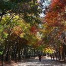 사비숲 Daum카페