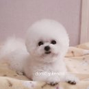 프리미엄캔넬 네이버블로그