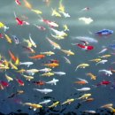 금어마을펜션 이미지