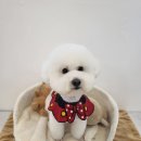 꽁꼼하개 이미지