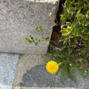 반송로513번길 66-11 이미지