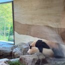 지앤씨월드(주) | 용인 에버랜드 알럽유 패키지 평일 방문후기 바오패밀리 판다월드 기념품 팬더하우스2 후이바오...
