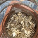 해제-1호 | 오천항 마운틴호 금어기 해제 후 쭈꾸미낚시 후기 (대박터짐)