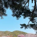 한국기술교육대학교 | 충남 천안 벚꽃명소 가볼만한곳 추천 겹벚꽃이 이쁜 각원사 / 배꽃과 벚꽃을 볼 수 있는 능력개발교육원