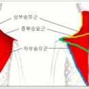 바디라인 이미지