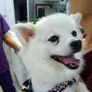 이끌림동물병원 이미지