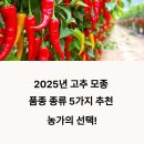 고추 모종 품종 종류 5가지 추천