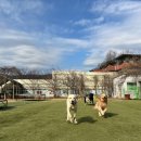금강아스콘(주) | 금강애견학교:)남양주 진접읍 강아지 애견교육, 애견훈련소"금강애견학교"훈련소,호텔 정보 및 후기
