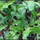 김영란농장 이미지