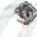 헬로 리틀 애니멀 이미지