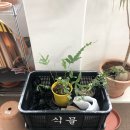 고소한식물원