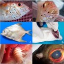 태국 해산어의 기생성 등각류(isopod) 이미지
