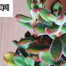 살구미농원 네이버블로그