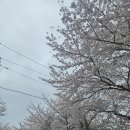 진도꽃집 | 진도 운림산방 벚꽃명소 아기사과꽃 목련 구경 봄나들이 코스 추천