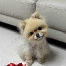 개님의상점 | 개님의상점 개님의껌 <워우번볼> 후기