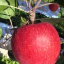 장자골 농장 이미지