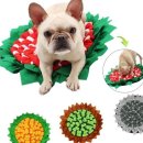 큐티애견 이미지