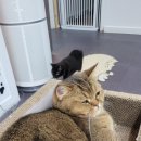 동물보육원 고양이 후원 카페 이미지