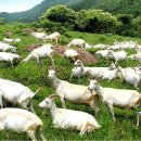 덕성목장 이미지