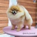 강남켄넬 이미지