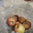 부사시장 | [반뜻식품사과] 소과가 더 귀엽고 맛있는 이유 – 경북부사 2kg 솔직후기