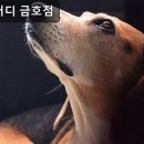도그버디금호