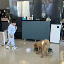 애견카페 제니콩콩 이미지