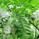 중앙로62번길 이미지