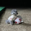 더블스테이 또또멍5호 이미지