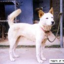 백구로-1 이미지