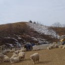 낭만목장 이미지