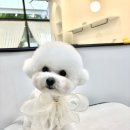 그루밍리본 이미지