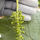 화수 농장 이미지