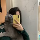 송선화집사 | 있어 고양이❤️😊 (러시안블루 성격/아깽이 성묘 합사 후기/고양이 간식 열빙어/고양이 간식 리얼스틱/수원...