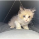 도그마루 이미지