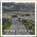 신안테크 | 천안 배나무숲 카페 근처 배꽃 드라이브 코스, 눈물의 여왕 촬영지 솔직 후기