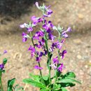 비단향꽃무 이미지