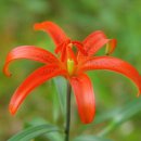 하늘반점 이미지