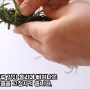 로즈마리 스머지스틱 만들기 이미지