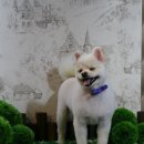 바오펫살롱 이미지