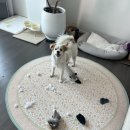 낭창한 강아지 | 수원 동탄 강아지 훈련소 교육 찐 후기! 강력추천 방문교육/온라인교육 저렴하게 짖음교육, 반려동물...