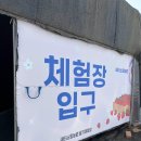 소망자동차 | 안산 대부도 새터소망농원 당일 예약 딸기 체험 후기 (2월 말 방문)