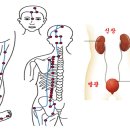 족태양방광경 (足太陽膀胱經) 이미지