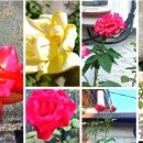 떡엔꽃차 이미지